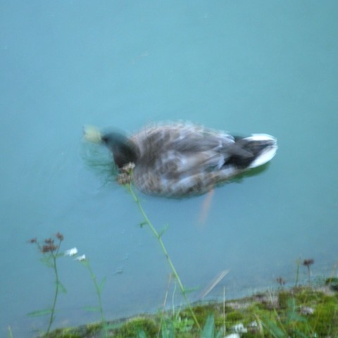 A close up, but really blurry, photo of a mallard drake swimming in blue-green water next to some grass