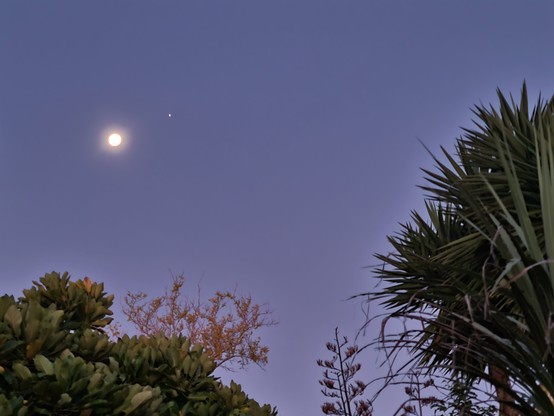 The moon and Jupiter just on dusk. Tree tops frame the bottom of the image, including: pukapuka; flax; & a cabbage tree.