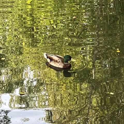 A drake mallard flowing on lightly rippled shiny water with green leaf reflections in it. Possibly one of my less awful pictures.