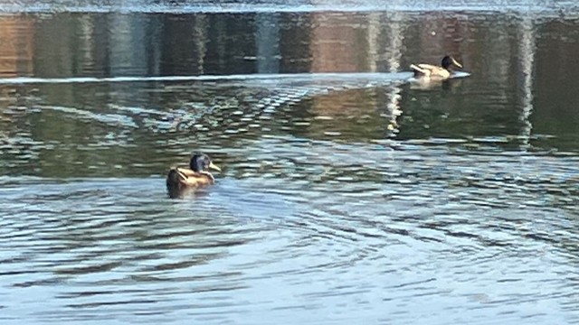 Two ducks (male mallards) swimming along doing ducky things being ducks.