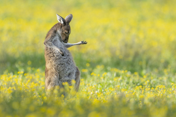 Image of a kangaroo who looks like he's playing air guitar and rocking out.