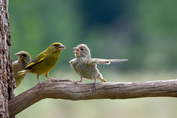 Two birds on a branch who appear to be arguing, with one holding a wing straight out as if to say, "Go!"