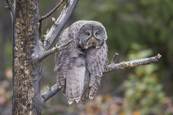 Image of an owl with very droopy face.