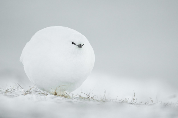 Image of a round white bird which resembles a snowball.