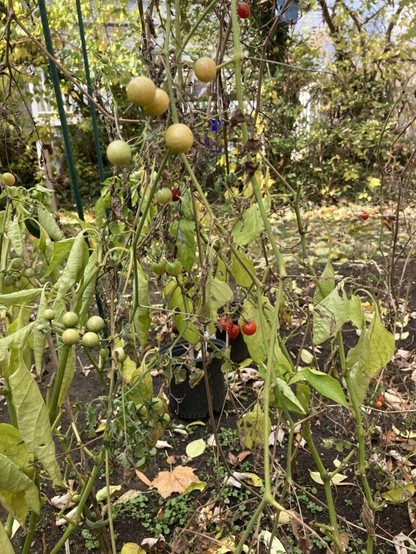 November 28nd. Cherry tomato plant refuses to die