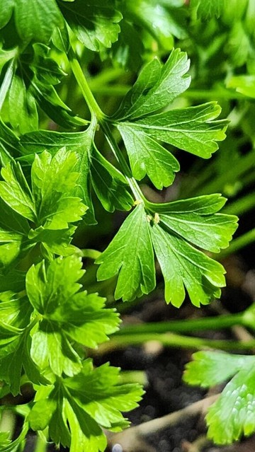 Help: Parsley plant invaded