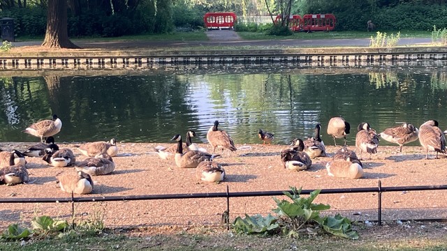 Lots of Canada geese on an urban riverside path, and a lone duck coming ashore in their midst.