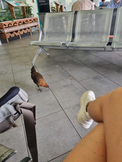 Again, literal chickens in an empty airport