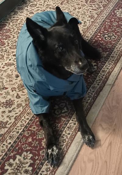 A black German Shepherd mix dog with some grey markings is wearing a new turquoise raincoat as she lies on a tan, burgundy and blue carpet in a living room.  She is looking up at the camera.