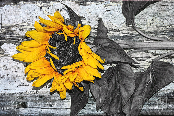 My macro photograph of a weary sunflower lying down to rest on an old textured timber plank. Although old and weary, I chose selective color for this image to show off the rich golden yellow of the petals.