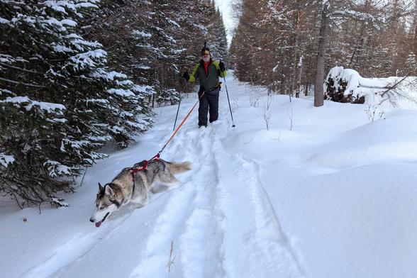 Husky Tonttu pulls skier Jeff towards the photographer down a trail through evergreens and bare deciduous trees in winter. The follow the deep trail cut by the skier before them, and Tonttu is angling down and to the left, following something of interest to him and him alone.