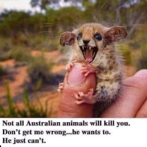 Photo of a tiny pygmy possum clasping a human thumb. It has its jaws open as if to bite. Caption says: Not all Australian animals will kill you. Don't  get me wrong ... he wants to. He just can't.