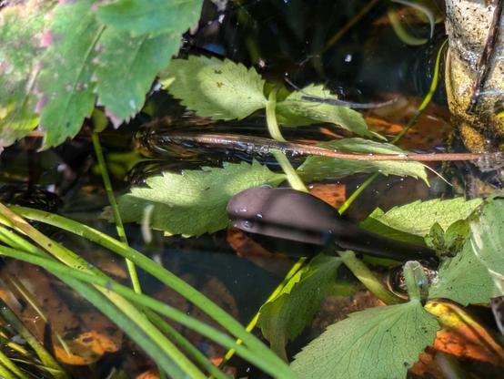 A large brown tadpole with a distinct head and frog-like eyes floats at the top of the water amongst some leaves and stems. There are no visible legs, and the tadpole has a  long tail.