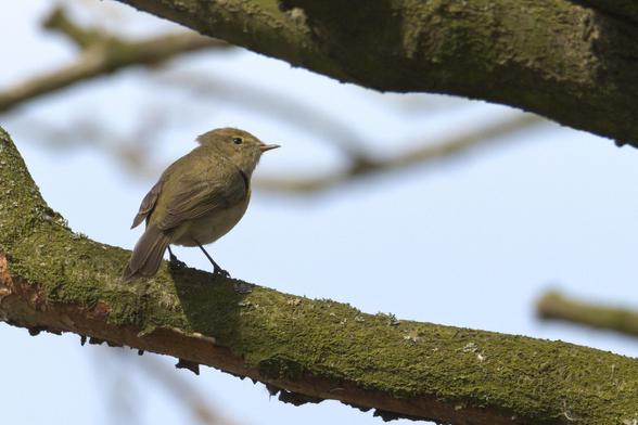 Pierwiosnek (Phylloscopus collybita)