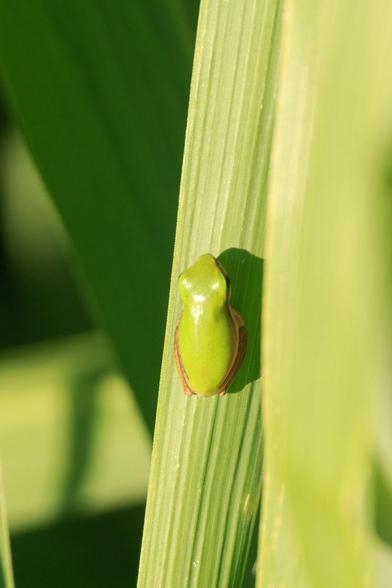 Looking down at the top of the tiny frog, sitting with its legs tucked underneath it, on a blade of grass in the sun. From the top, it is pretty much the same colour as the grass and at first glance, could be a beetle.