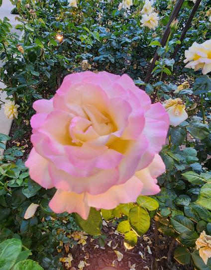 A beautiful pink flower in the garden, with dozens of surrounding flowers and plants

©️2025 skykiss.sfba