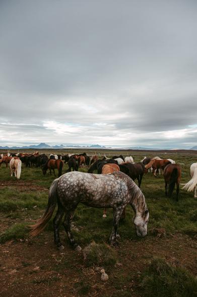 This image captured by elopement photographer Sturmsucht shows a beautiful dapple-grey Icelandic horse grazing in the foreground. The horse has a distinctive spotted grey coat pattern with a flowing mane and tail, and is bending its head down to eat grass from the ground. 

Behind this horse is a large herd of Icelandic horses in various colors - browns, blacks, whites, and chestnuts - all scattered across a vast grassy field. The horses appear calm and peaceful as they graze together.

The landscape is quintessentially Icelandic - a wide, open grassland with distant mountains visible on the horizon. Above, the sky is dramatic and moody, filled with heavy grey clouds creating a brooding atmosphere. The cloudy sky stretches across the entire scene, giving the image a serene yet somewhat melancholic feeling.

The setting appears to be a remote part of Iceland, with the horses roaming freely in their natural environment against the backdrop of Iceland's rugged and beautiful terrain.