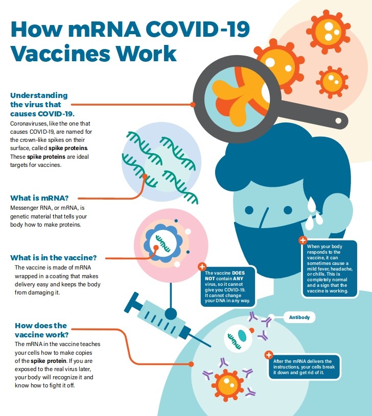 mRNA vaccines have been studied before for flu, Zika, rabies, and cytomegalovirus (CMV). As soon as the necessary information about the virus that causes COVID-19 was available, scientists began designing the mRNA instructions for cells to build the unique spike protein into an mRNA vaccine.

Future mRNA vaccine technology may allow for one vaccine to provide protection for multiple diseases, thus decreasing the number of shots needed for protection against common vaccine-preventable diseases.

Beyond vaccines, cancer research has used mRNA to trigger the immune system to target specific cancer cells.