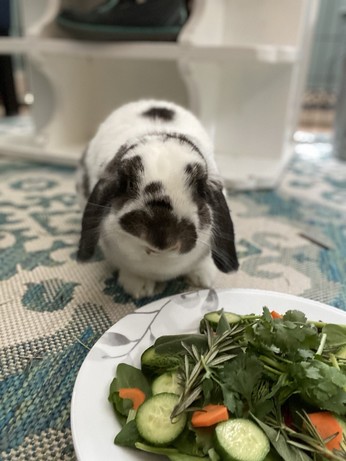 Black and white rabbit with floppy ears sits next to a big plate of carrots, cucumber slices and salad leaves. The rabbit is looking at the camera.