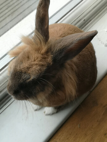 A light brown bunny rabbit with a darker brown face and long ears, and long fur around the neck. They are sitting by a window hunched in a little ball.