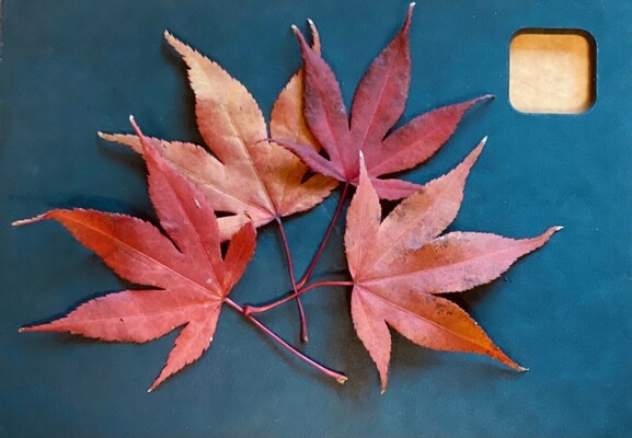 4 maple leaves arranged in a crown on a black cutting board