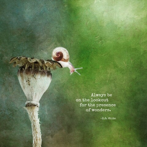 Tiny snail with quote