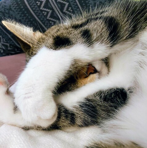 close up of cat sleeping with paws over its face.
