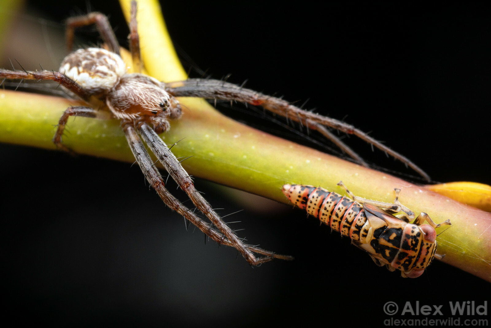 A photograph of a living twig, with a colorful bug nymph in the lower-right foreground, nearly in the embrace of a hairy long-legged spider in the upper-left background.