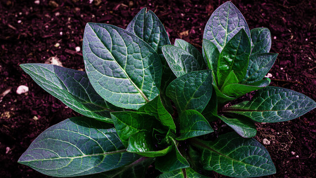 Close shot of two bundles of bell-shaped deadly nightshade leaves, growing almost in rosette fashion, intense green and with a purple hue in older leaves already heated by the sun. They sprout from the same root after spending winter in dormancy, and announce strong plants this year.  
