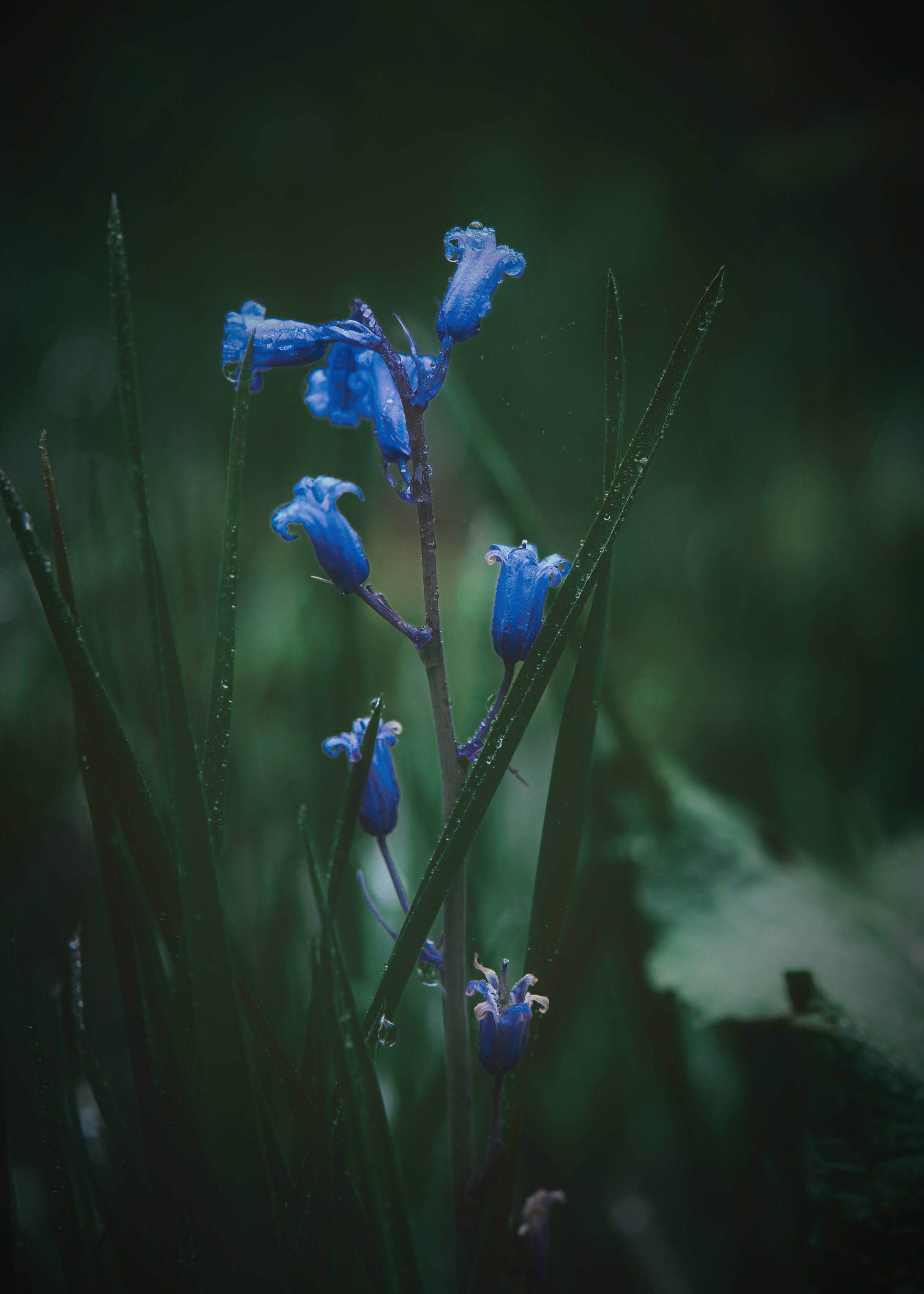 A bluebell