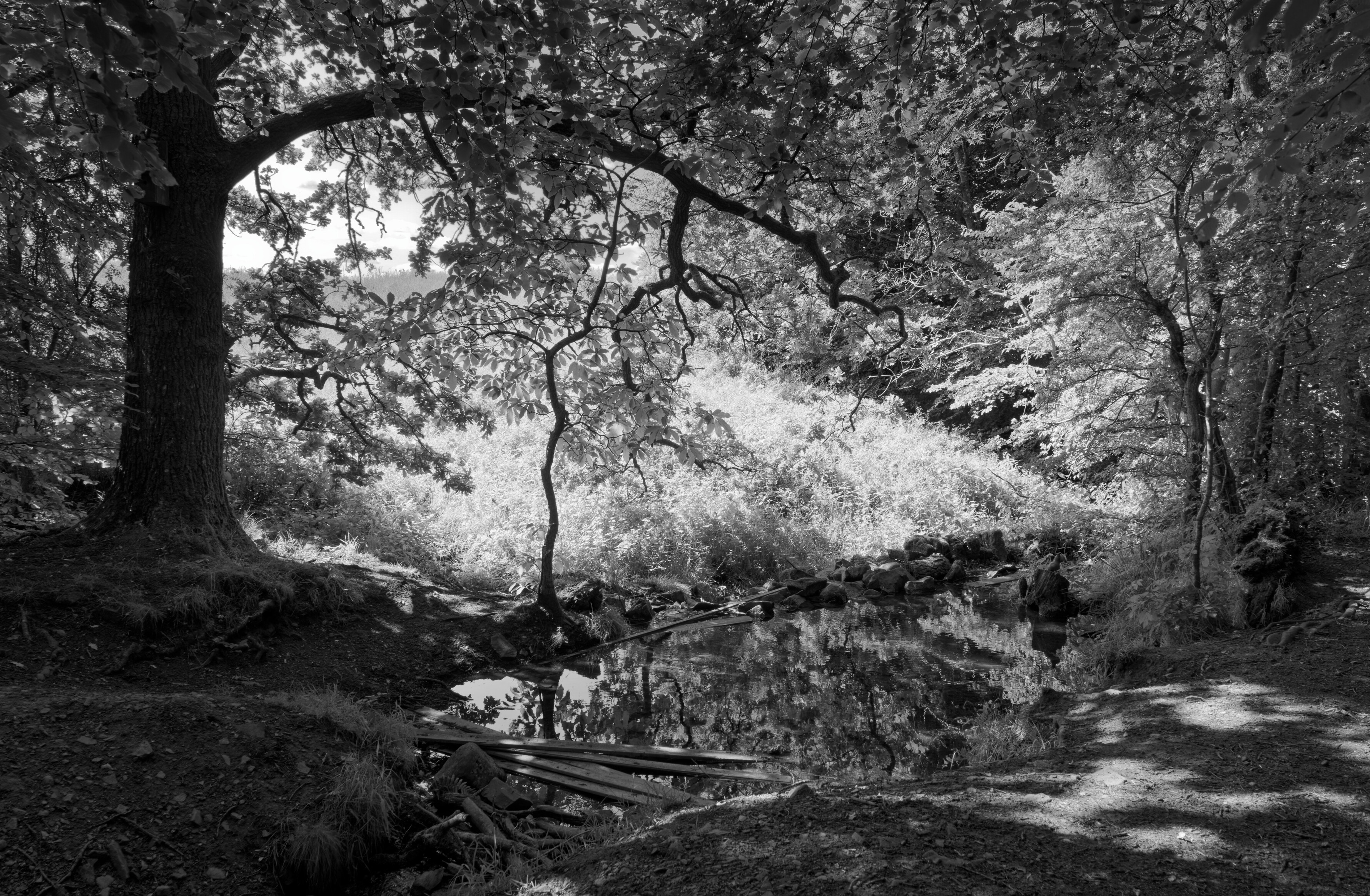 A shaded nook beside a burn