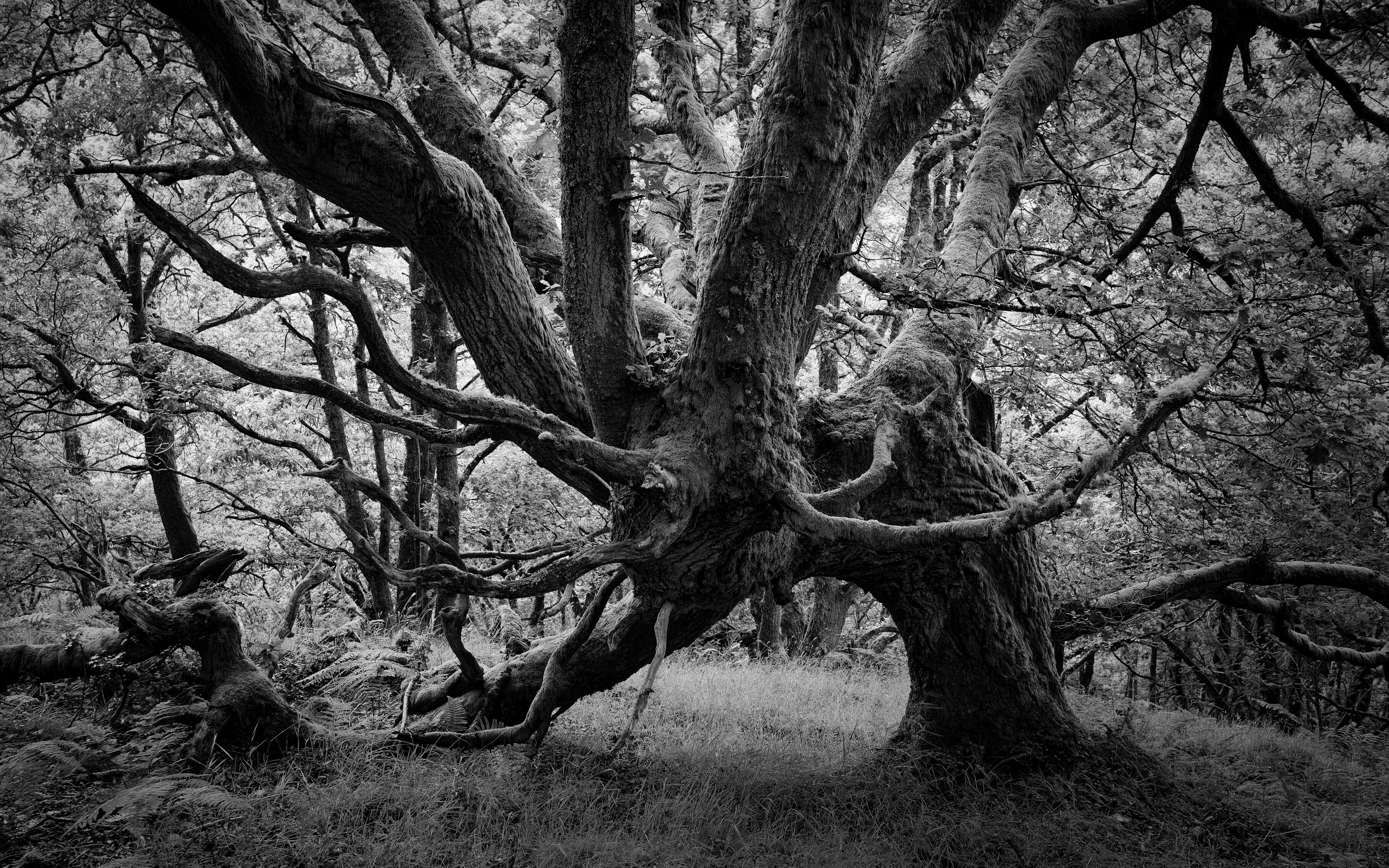 Perhaps the most characterful oak tree in the glen with its short yet imposing curved arc trunk bending down to ground level and spray of branches off up into the canopy - like some kind of monster.