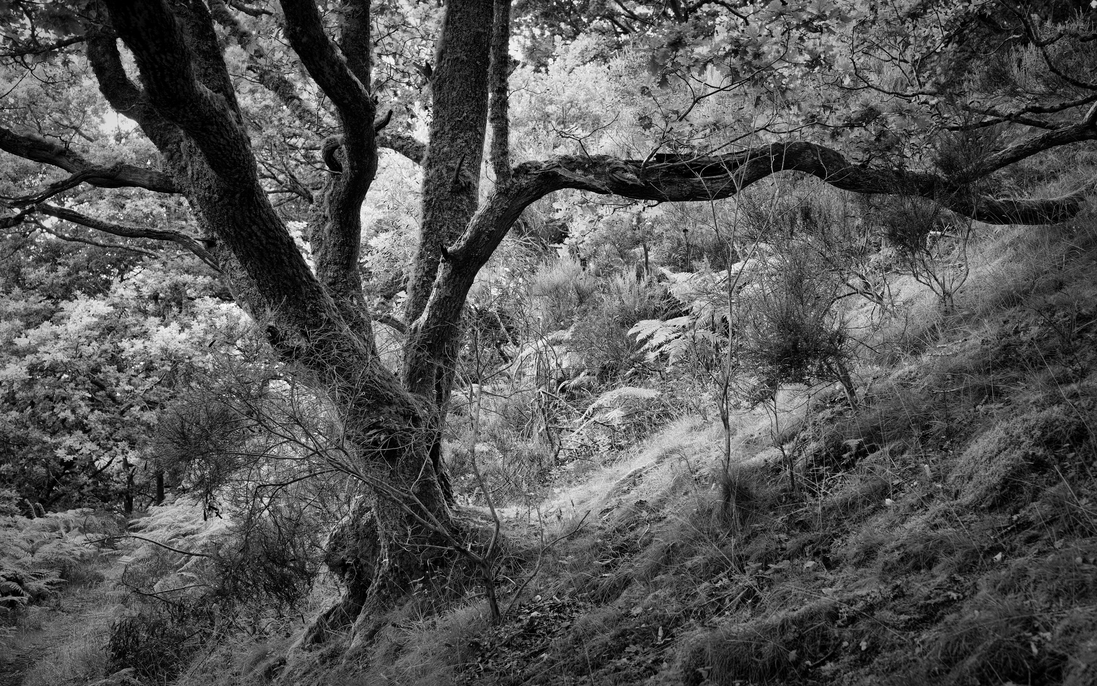 Filling space with lines: a characterful old English Oak (Quercus robur) tree with summer foliage.