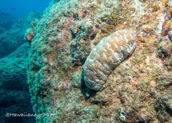 A sea cucumber with the appearance of a lumpy white-spotted loaf of bread, clinging to an underwater boulder.