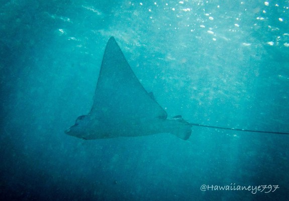 The triangular wing of an eagle ray is seen as it swims camera left.