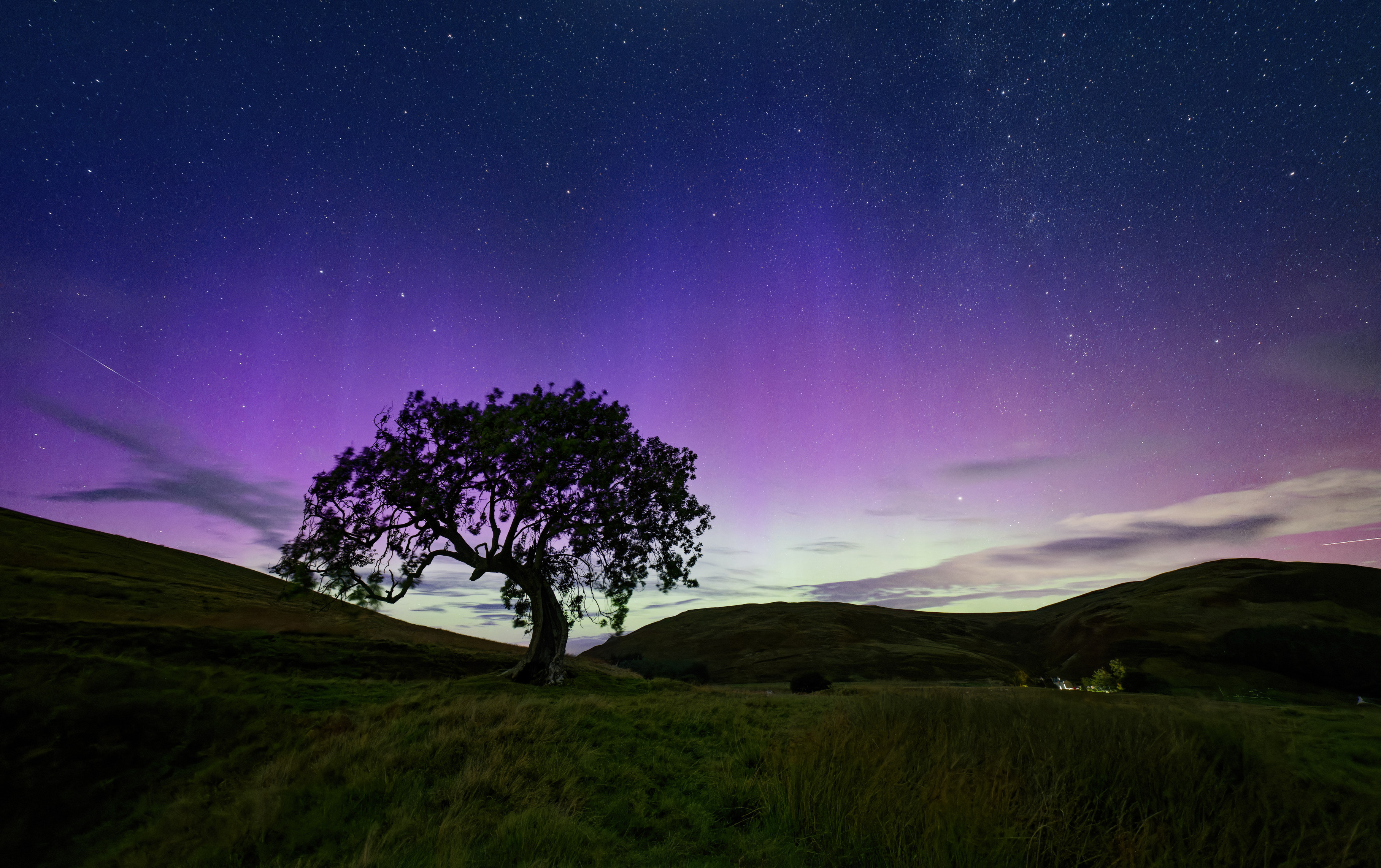 Brilliant colours; blue, purple and green aurora silhouetting the Frandy Tree, a large gnarled ash tree. A meteor zips past left edge of the frame.