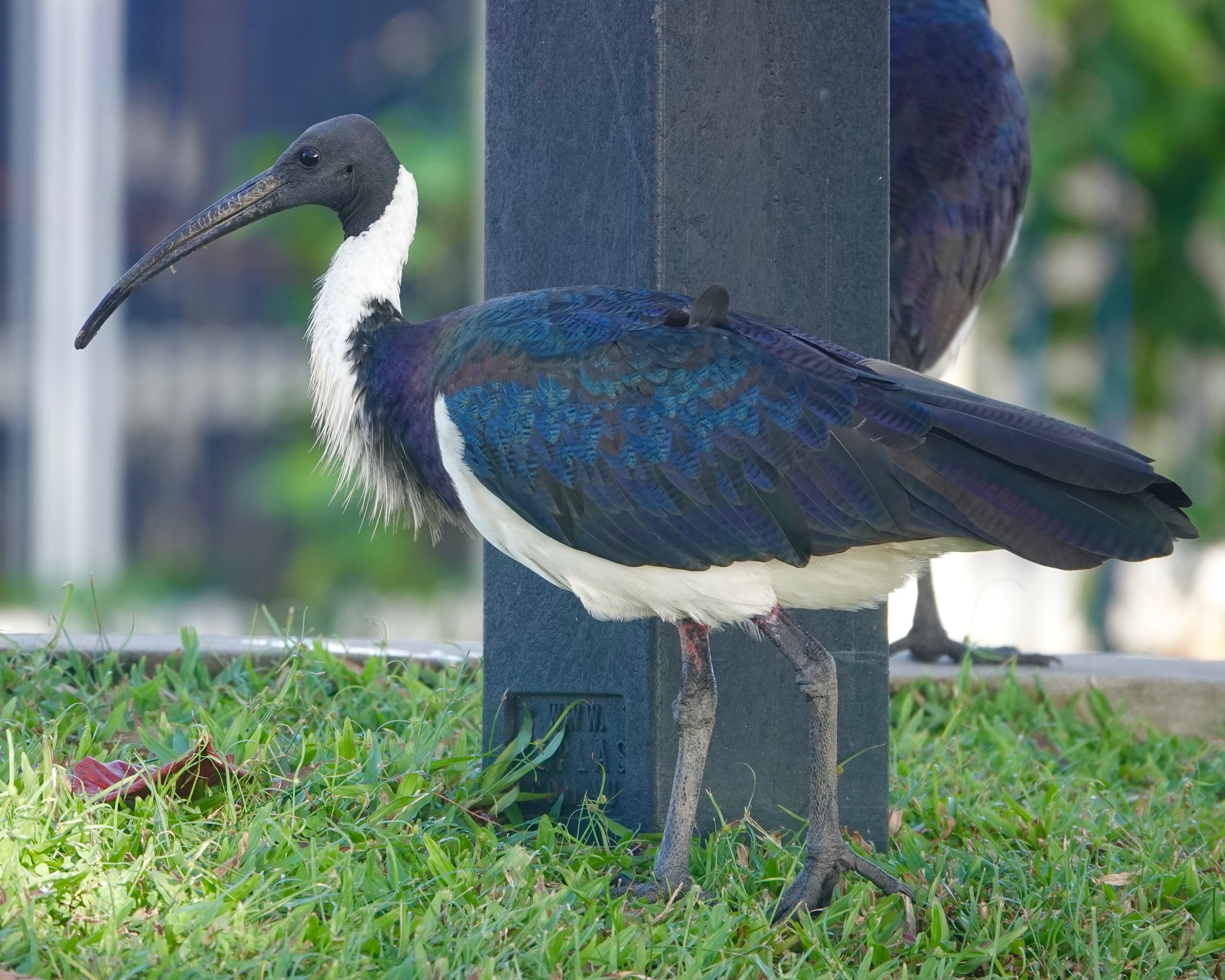 Andrew Iwaniuk: Ibis (aka bin chickens) are so… - Mastodon