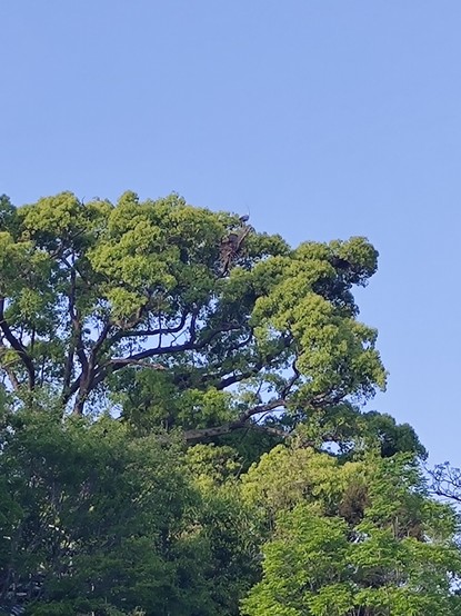 big birds on the top of high tree.