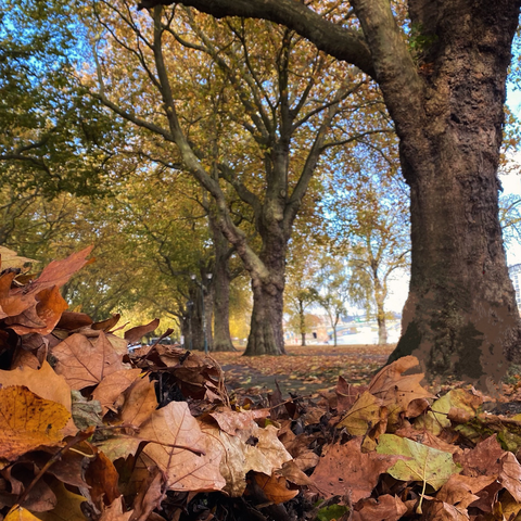 Autumnal trees along Nottingham’s riverside 