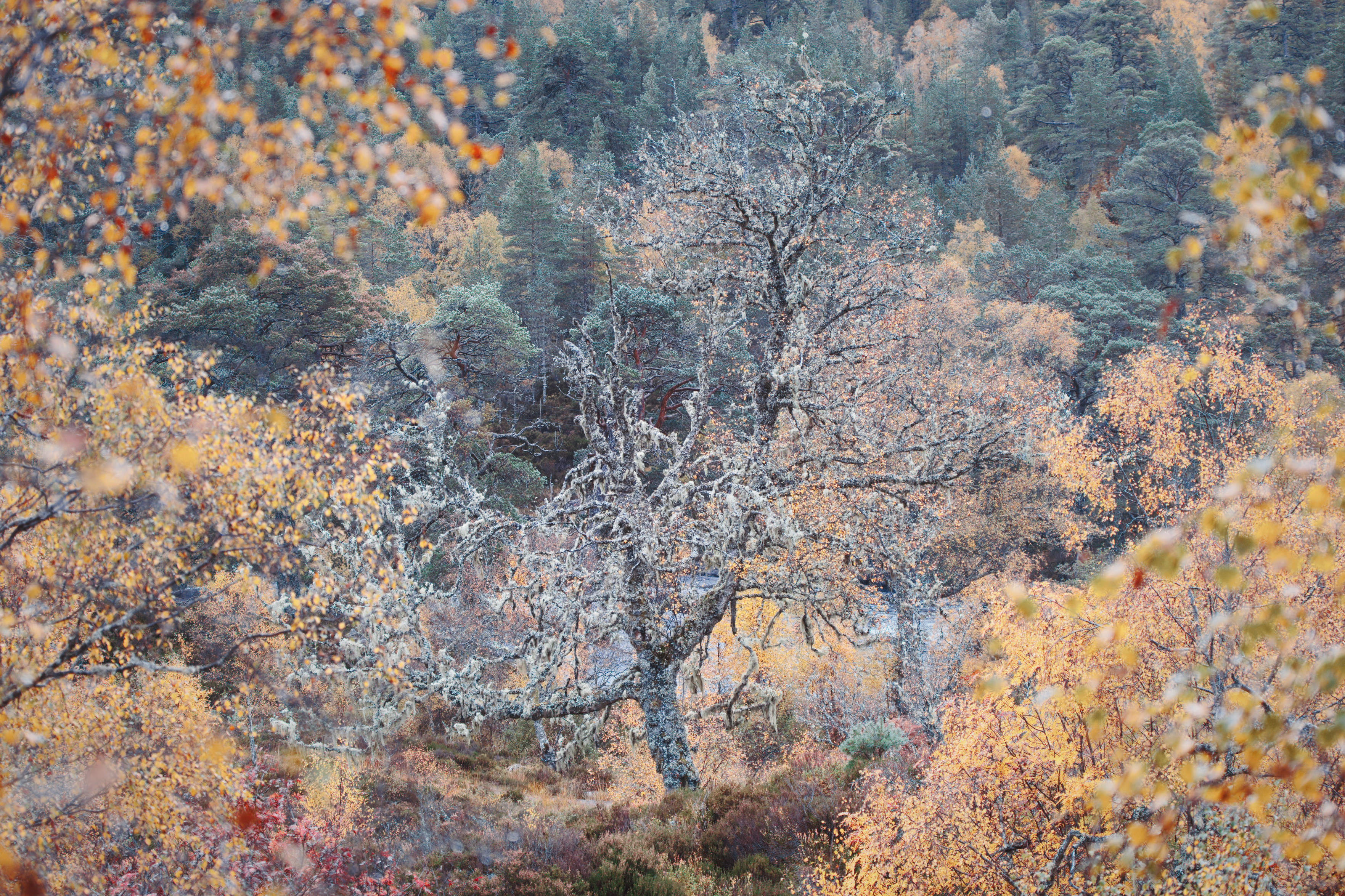 Lichen-covered birch tree amongst aspens