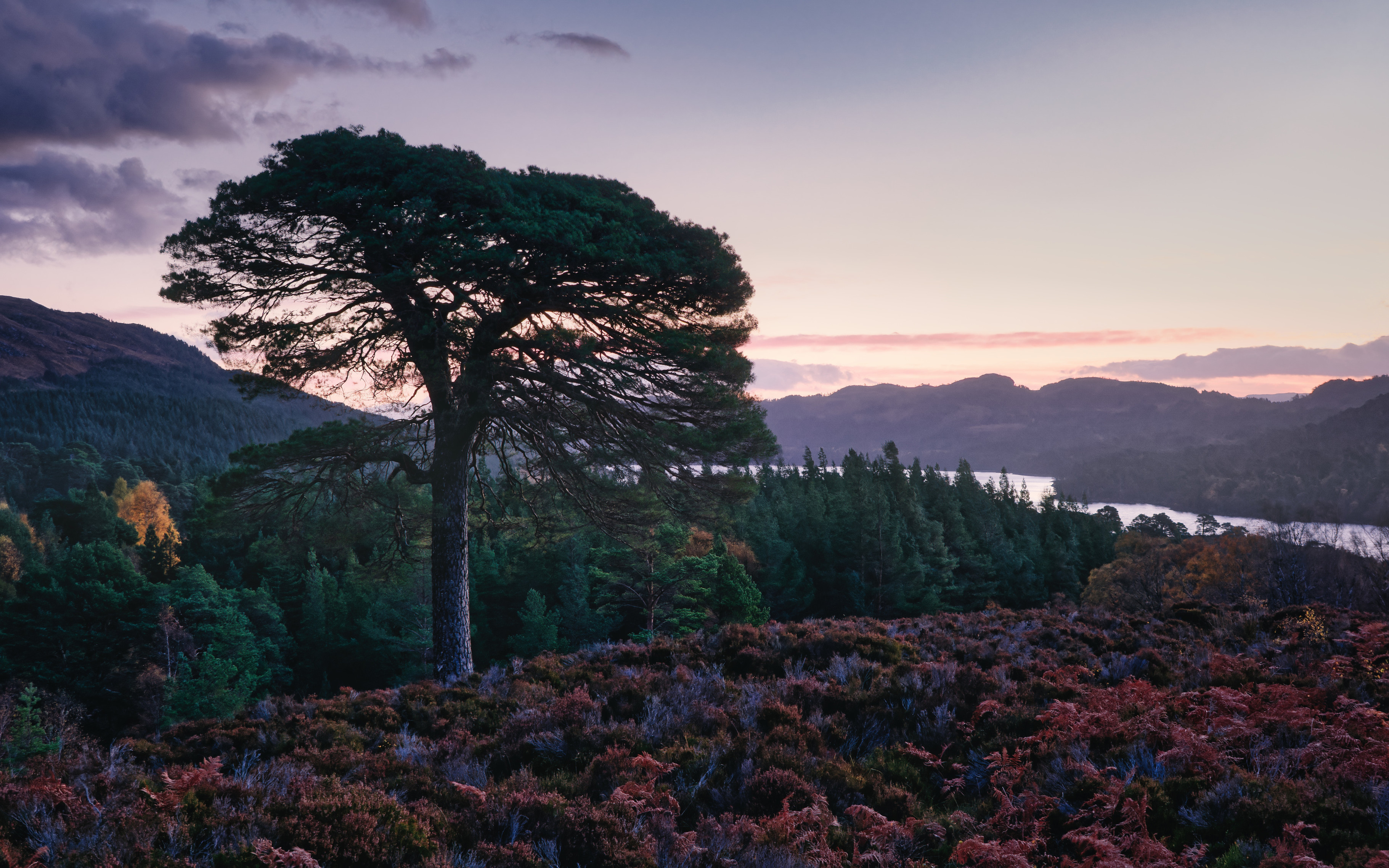 A tall strong Scots Pine tree among bracken at sunrise, Glen Affric