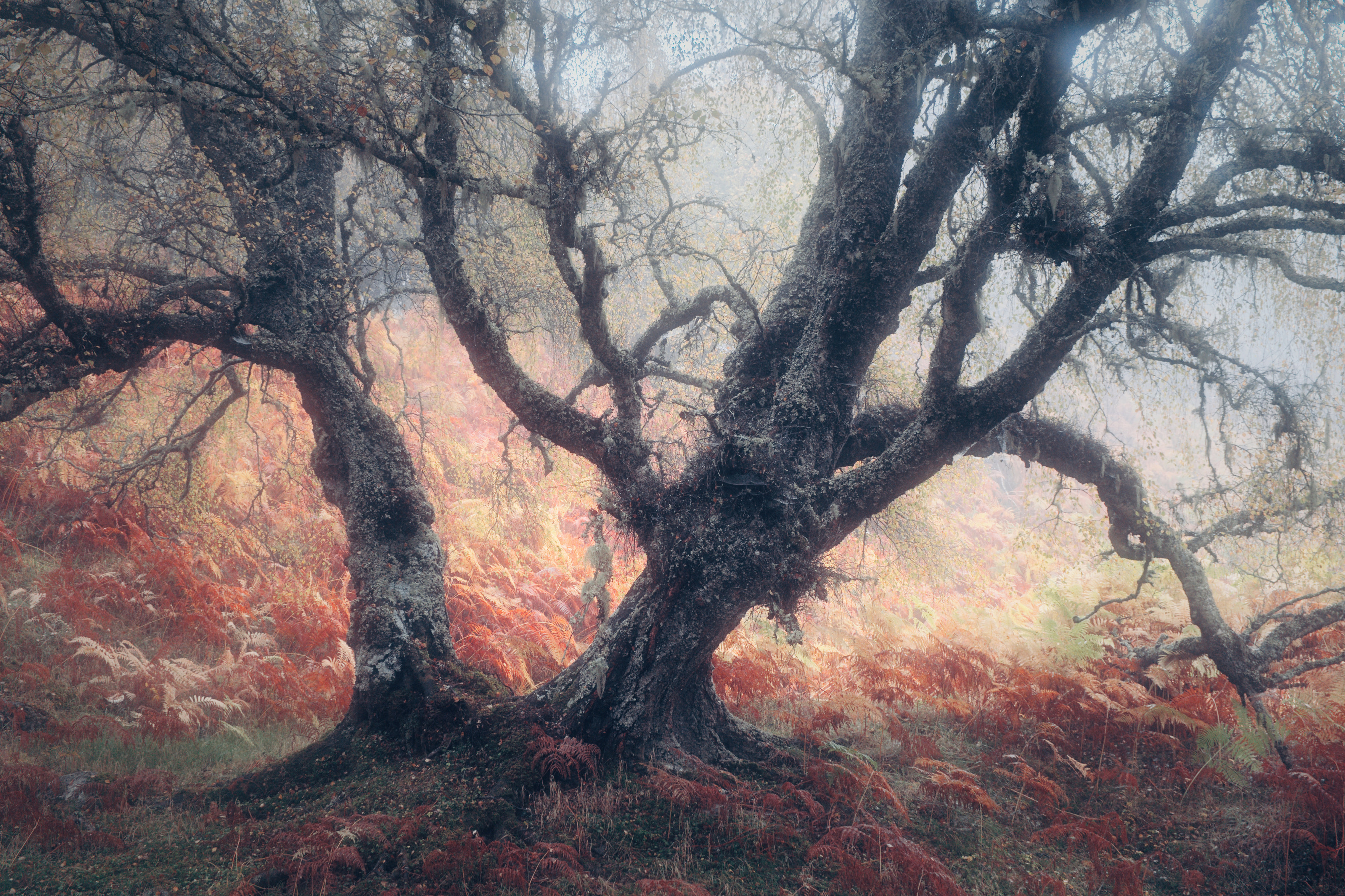 A characterful old tree in the early autumn morning mist, Glen Affric