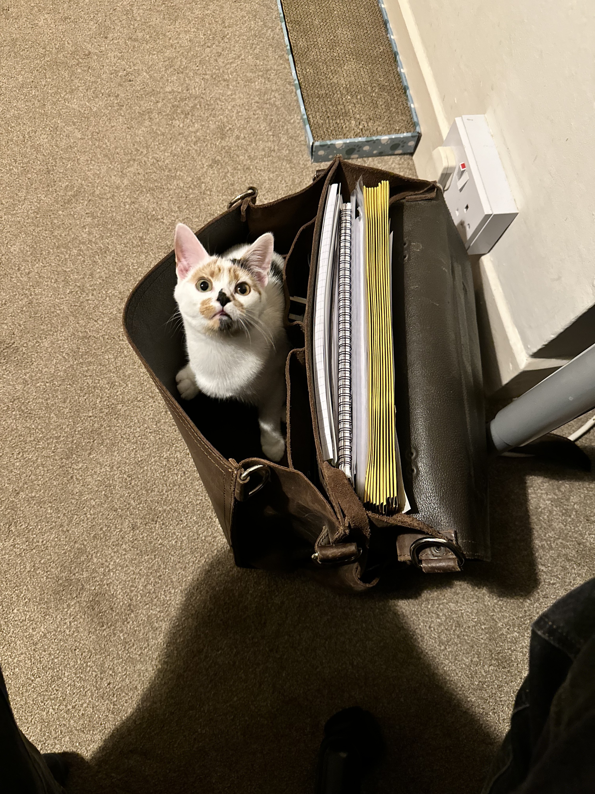 A cat in a briefcase
