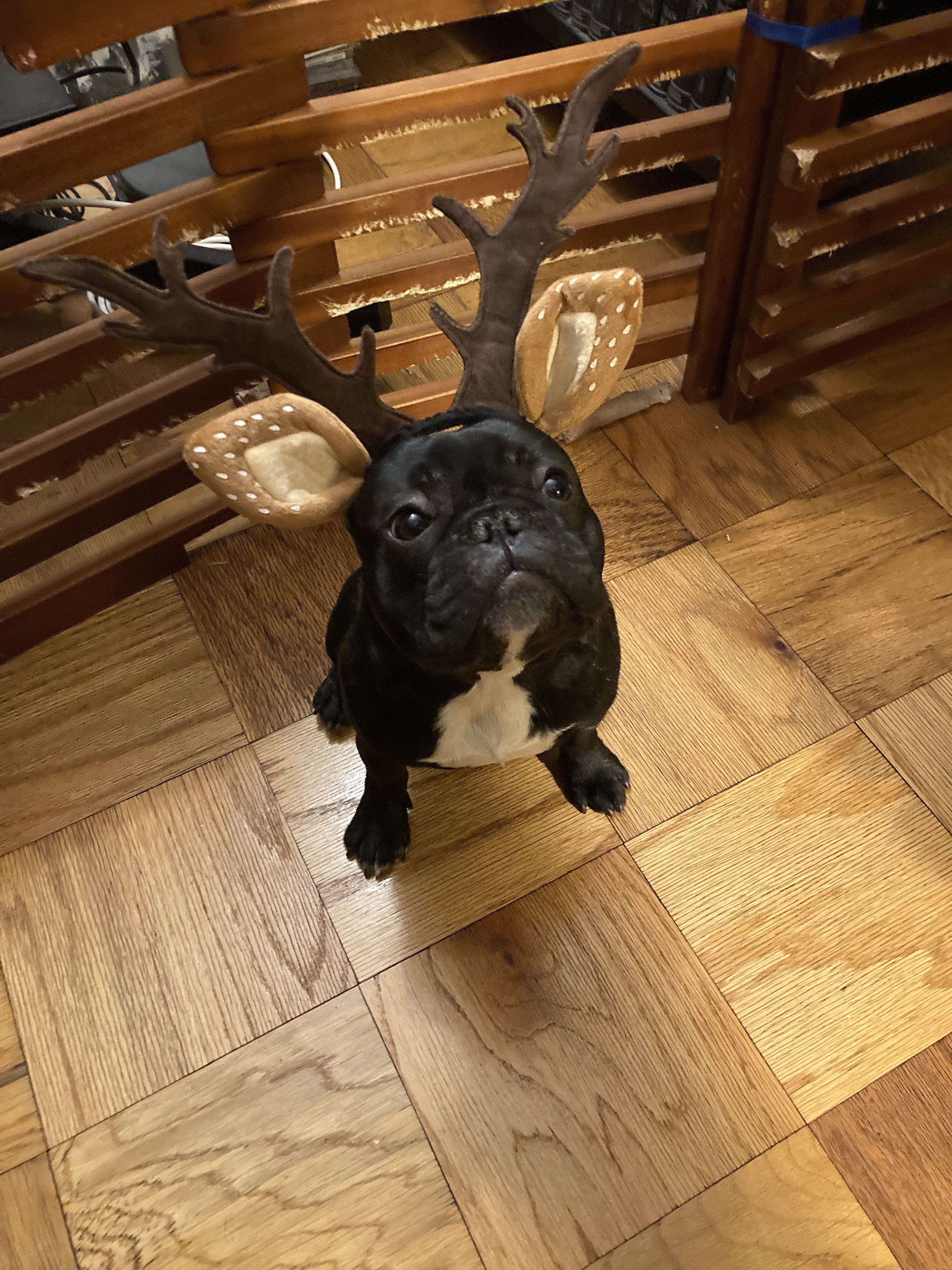 My dog Baker, the most adorable dark brindle French Bulldog ever, wearing reindeer antlers and ears