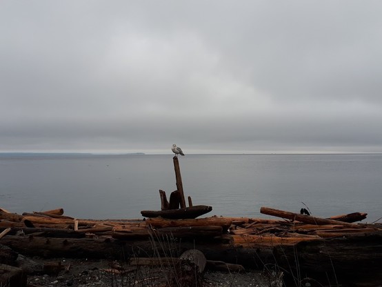 a very cloudy and foggy day along Discovery Passage close to the 50th parallel on Vancouver Island, British Columbia - the sea, sky and islands on the horizon are varying shades of grey. In the foreground, a seagull is perched on an upright piece of driftwood. Logs line the foreshore.  
