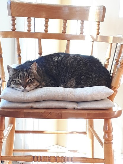 a large tabby cat reposing on a captain's chair, sitting on two beige cushions. He has his eyes open in a squinting fashion. There are hints of sunlight hitting the chair. #Caturday 
