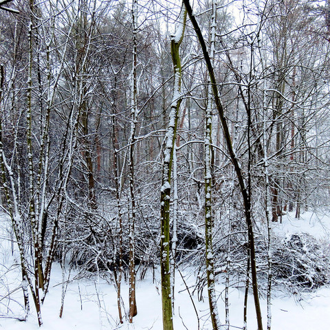 Auf dem Bild ist ein dichter, schneebedeckter Wald zu sehen. Die Bäume, die von dünnen bis zu mittleren Stämmen reichen, sind teilweise mit Schnee und Reif bedeckt. Es wirkt, als wäre das Foto während oder kurz nach einem Schneefall aufgenommen worden, da die Atmosphäre neblig und die Lichtverhältnisse gedämpft sind. Die Vegetation am Boden ist ebenfalls von einer dünnen Schneeschicht überzogen, was der Szene ein ruhiges und winterliches Aussehen verleiht.