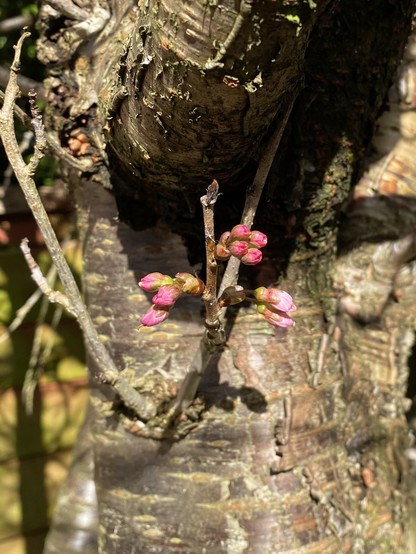 Closeup of a thin branch emerging from a thick reddy-brown cherry tree trunk. The branch has three clusters of small pink buds, some of which are starting to flower.