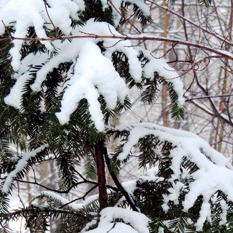 Das Bild zeigt einen Nadelbaum, dessen Zweige mit Schnee bedeckt sind. Der Schnee hat sich dick auf den einzelnen Zweigen abgelagert und hängt zum Teil schwer herab. Der Hintergrund ist unscharf, aber man erkennt die Silhouetten weiterer Bäume, was auf einen Wald oder eine dicht bewachsene Gegend schließen lässt. Die Szenerie vermittelt eine winterliche Stimmung.