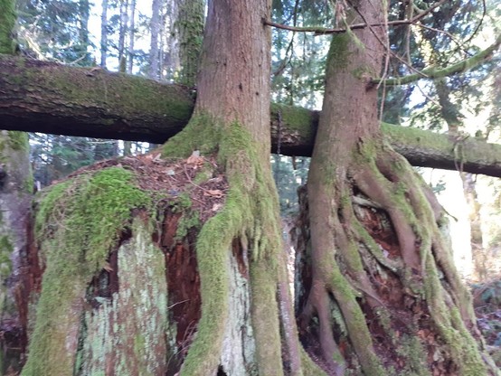 arising out of old stumps, two trees with their roots hanging down around the stumps as they try to reach the dirt.  A fallen tree is horizontal across the stumps and bisects the photo.  In the background a forest of skinny second growth trees. 